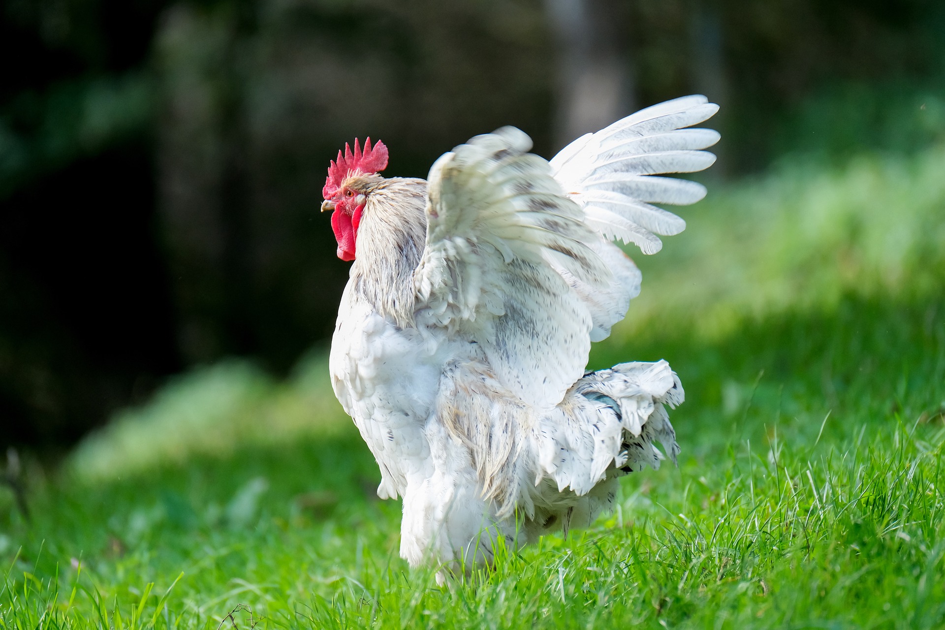 Silly Chicken Questions: Your Most Common Chicken FAQs Answered