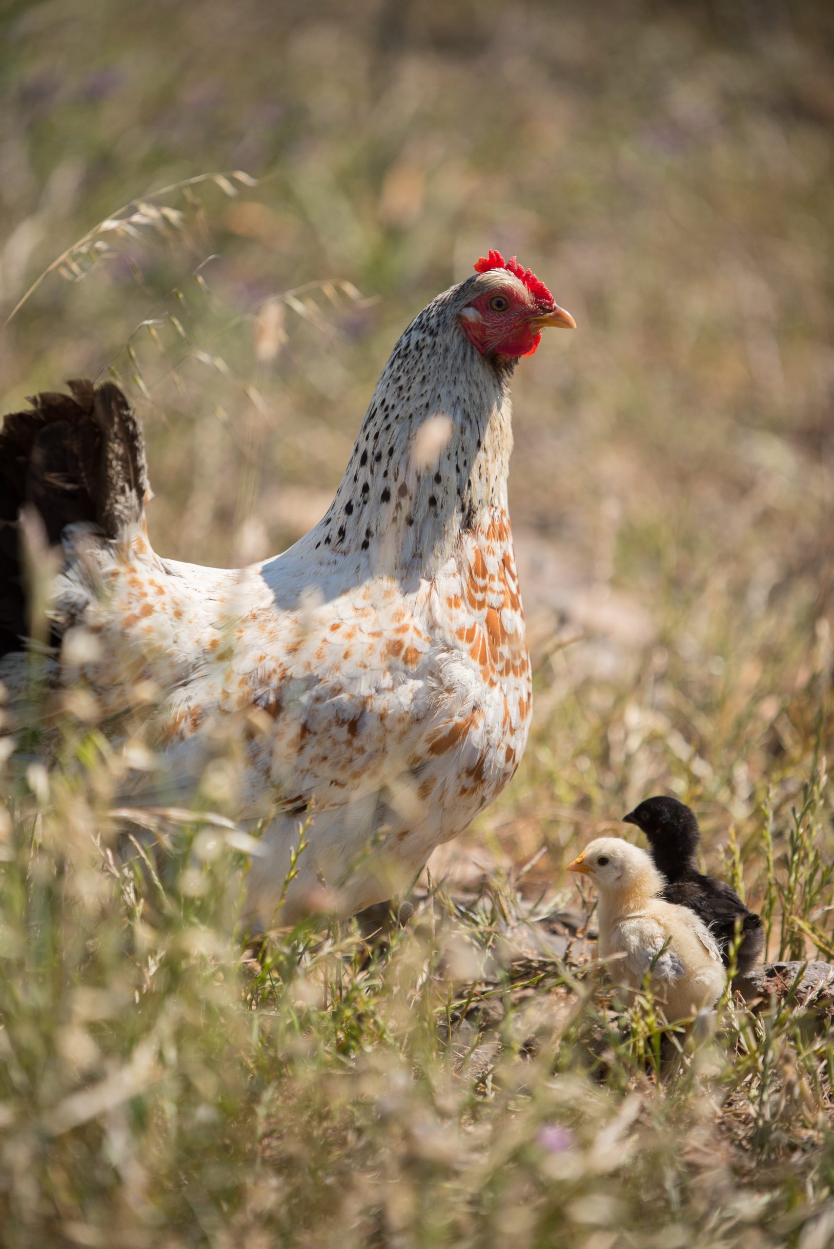 Chicken math can be as simple as letting your hen hatch a handful of eggs when she goes broody.