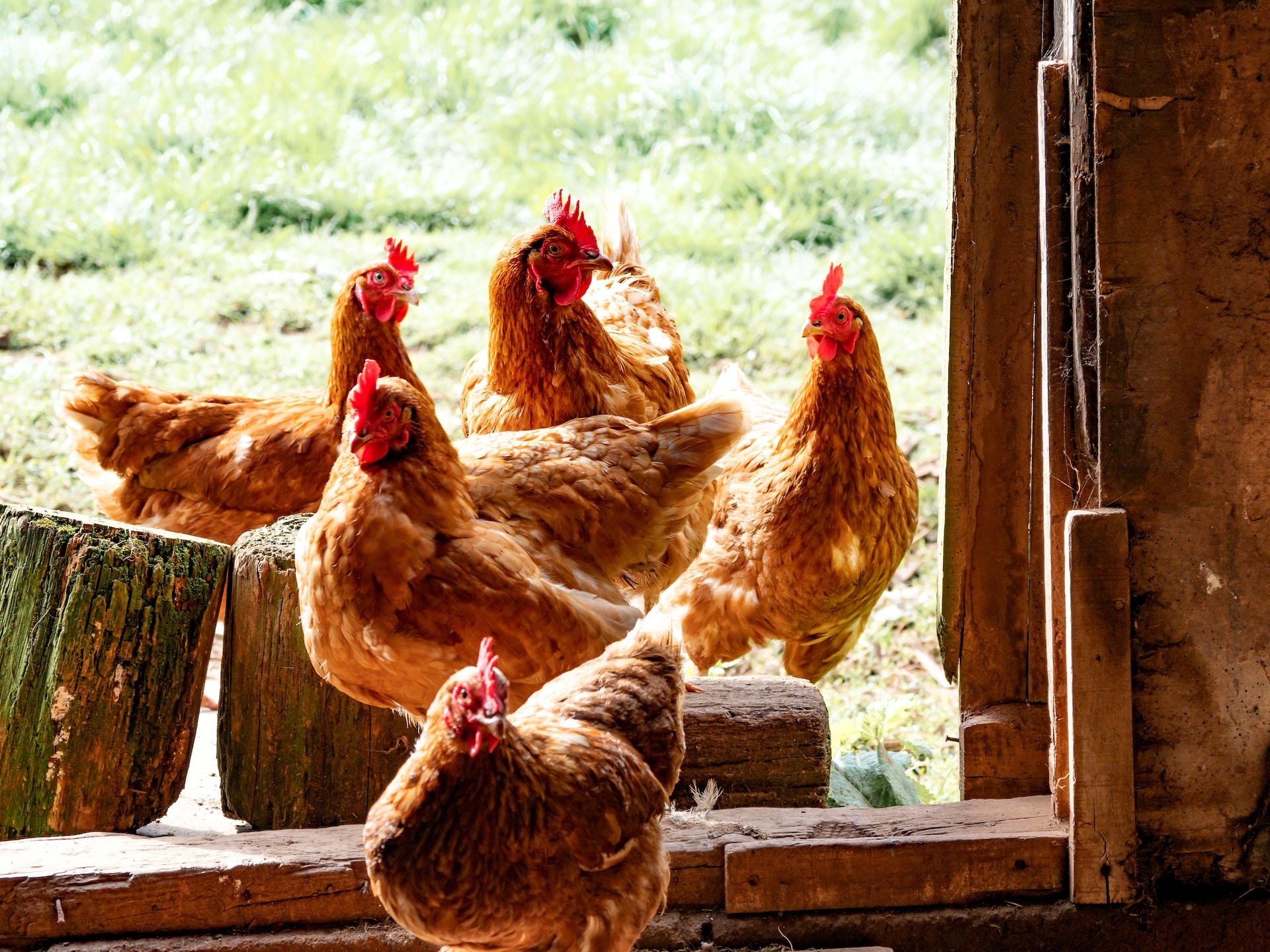 The design of your chicken coop can affect how likely hens are to eat their eggs, too. Eggs shouldn't be easy for them to access. 