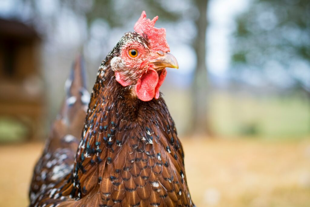 Sometimes finding the egg eating hen in your flock isn't easy. Here's a few methods that can help. 