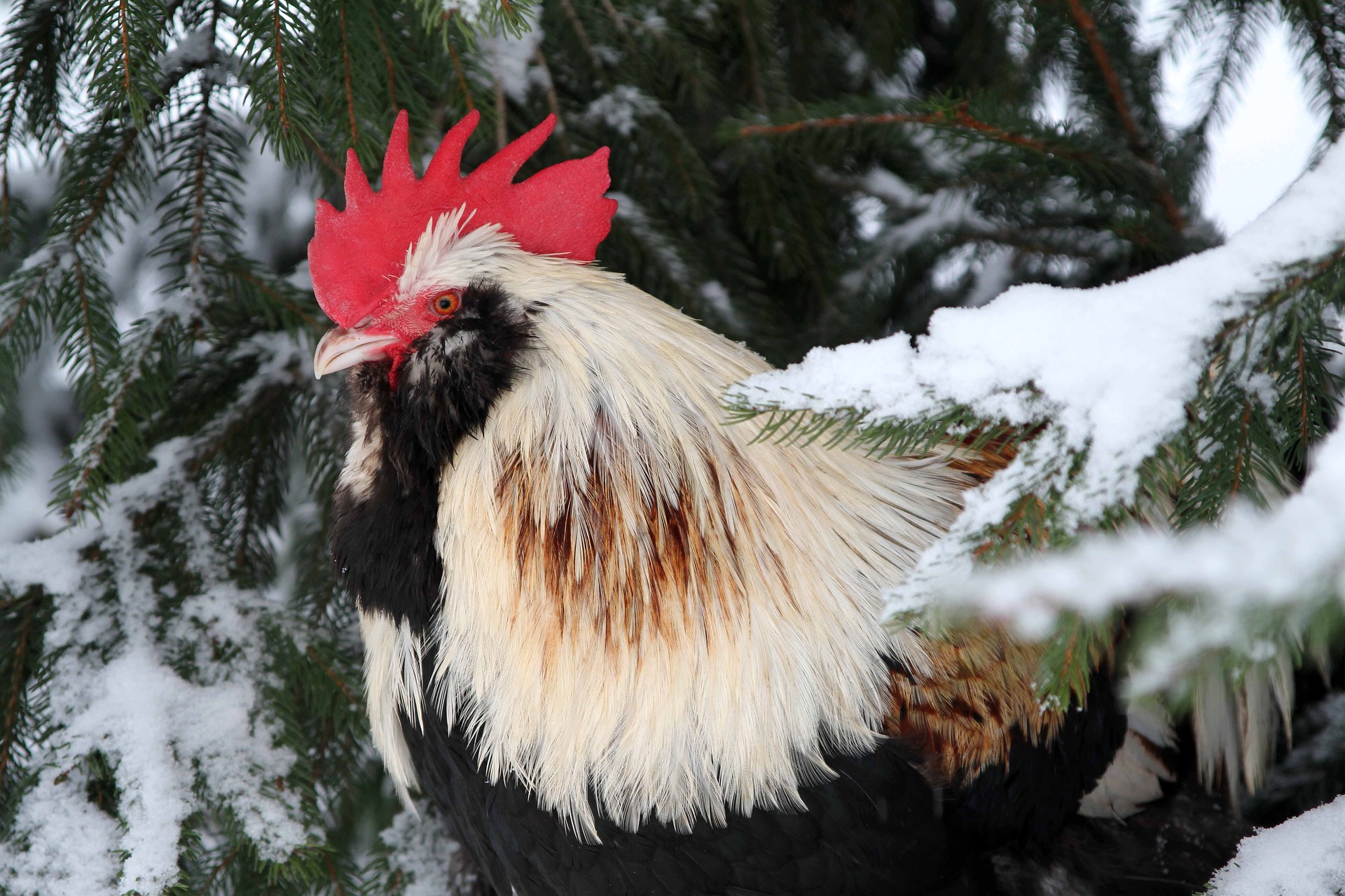 How to Keep Chickens Warm in Winter: Our Cold Weather Care Tips and Tricks