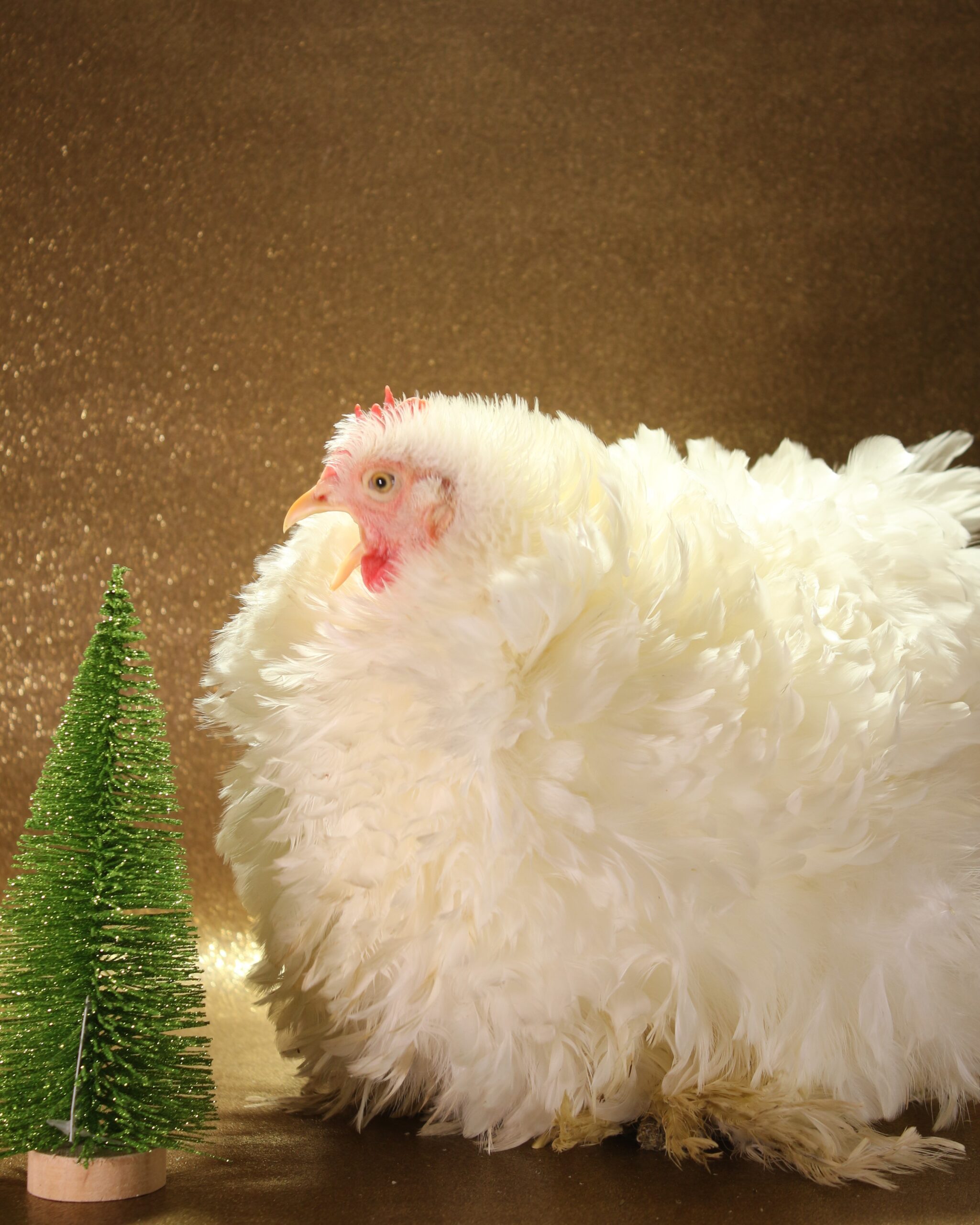 The Big Chicken Gift Guide: 2023’s Best Holiday Gifts for Poultry Lovers