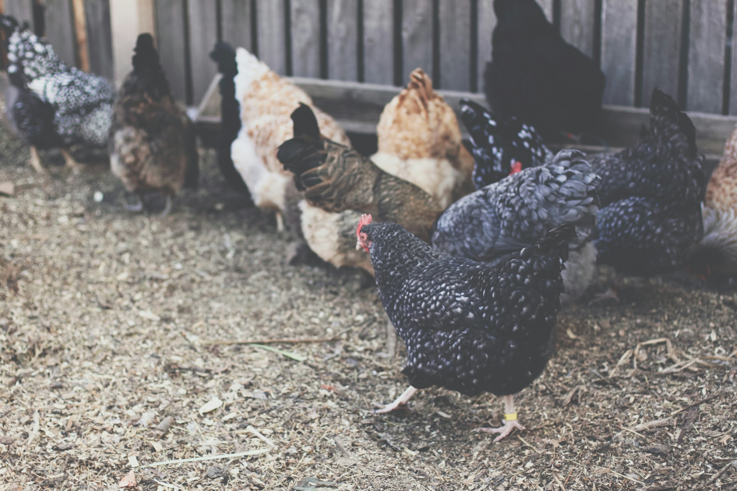 The Big Poultry Hatchery Review: Where to Buy (And Not to Buy) Chickens